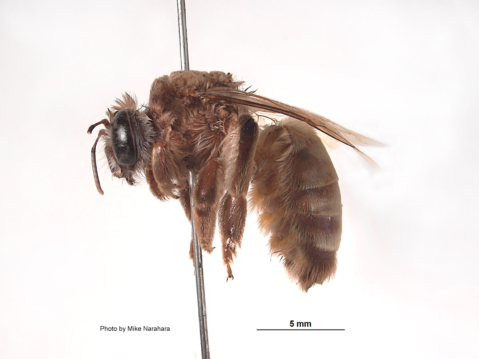 Megacilissa thoracica image